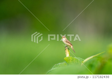 草むらで囀っているコヨシキリ 117182430