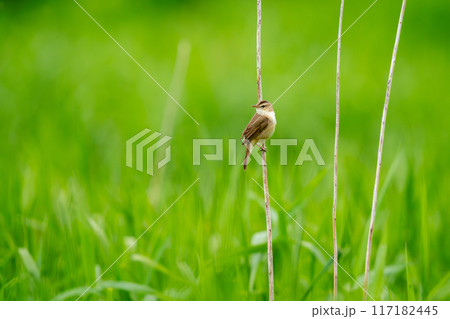 草むらであたりの様子を伺っているコヨシキリ 117182445