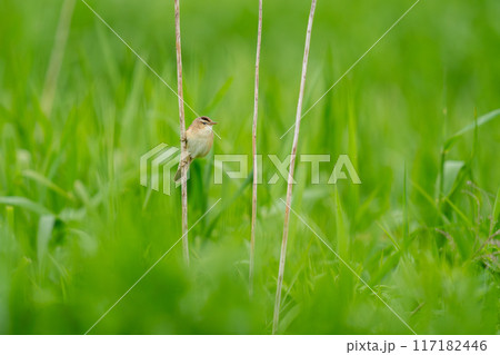 草むらであたりの様子を伺っているコヨシキリ 草むらであたりの様子を伺っているコヨシキリ 117182446