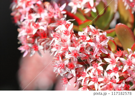 花が咲いた縁紅弁慶(フチベニベンケイ) or カネノナルキ 花が咲いた縁紅弁慶(フチベニベンケイ) or カネノナルキ 117182578