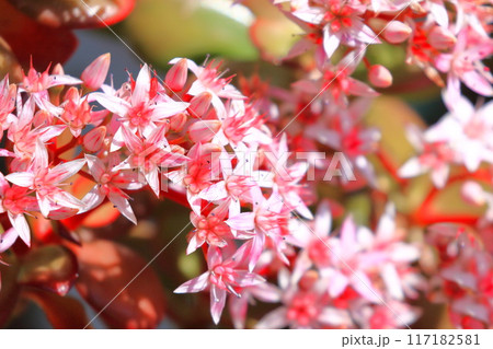 花が咲いた縁紅弁慶（フチベニベンケイ） or カネノナルキ 117182581