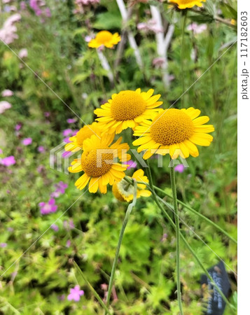 季節の鮮やかな花 季節の鮮やかな花 117182603