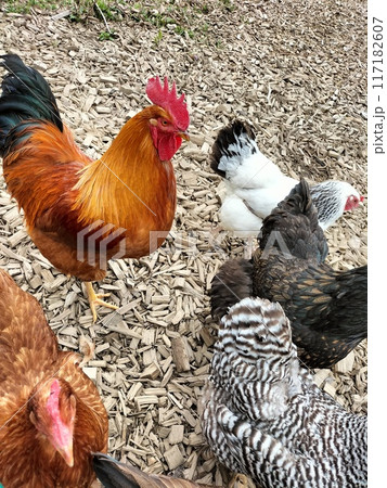 放し飼いの鶏 放し飼いの鶏 117182607