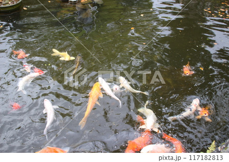 池を泳ぐ鯉 117182813