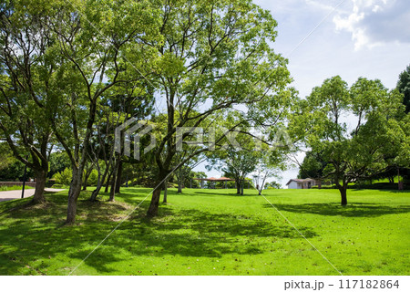 木陰のある真夏の公園 117182864