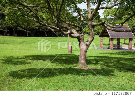 木陰のある真夏の公園 木陰のある真夏の公園 117182867