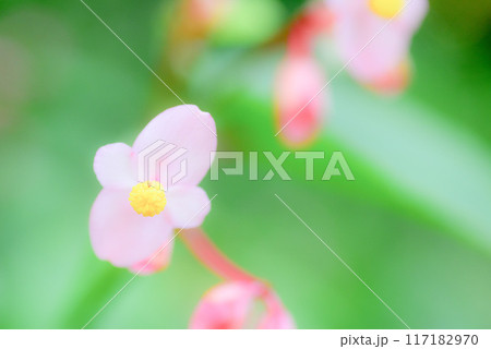 シュウカイドウ シュウカイドウ 117182970