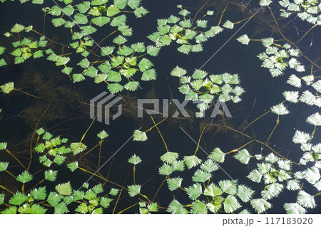 池一面に繁茂する菱の葉と水中根 117183020