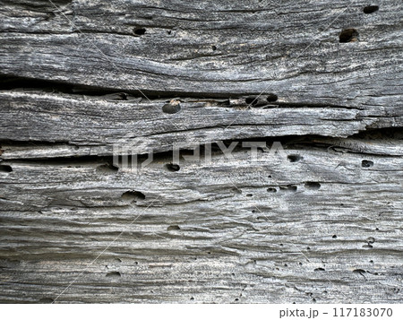 Old log wall. The logs are cracked and eaten by bugs. 117183070