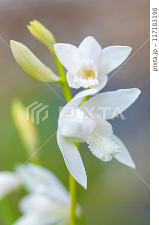 家の周りの草花　四季の色々　庭の木陰に白い小さなシランの花が咲きました　　　　　　　　　　　　　　　 117183198