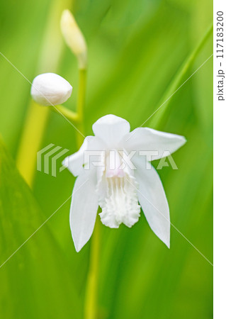 家の周りの草花 四季の色々 庭の木陰に白い小さなシランの花が咲きました 家の周りの草花 四季の色々 庭の木陰に白い小さなシランの花が咲きました 117183200