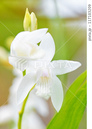 家の周りの草花 四季の色々 庭の木陰に白い小さなシランの花が咲きました 家の周りの草花 四季の色々 庭の木陰に白い小さなシランの花が咲きました 117183209