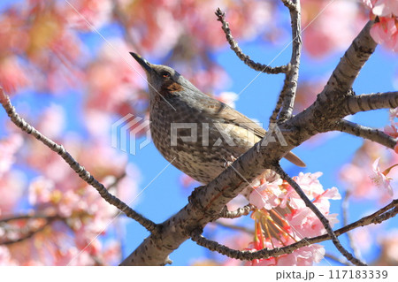 河津桜の蜜を吸うヒヨドリ　　　　 117183339