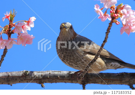河津桜の蜜を吸うヒヨドリ　　　　 117183352