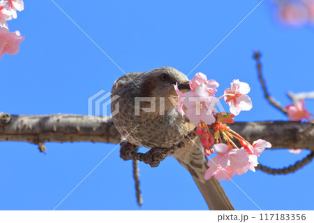 河津桜の蜜を吸うヒヨドリ　　　　 117183356