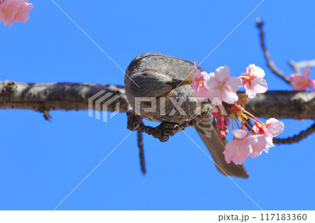 河津桜の蜜を吸うヒヨドリ　　　　 117183360