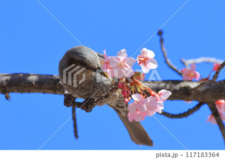 河津桜の蜜を吸うヒヨドリ　　　　 117183364