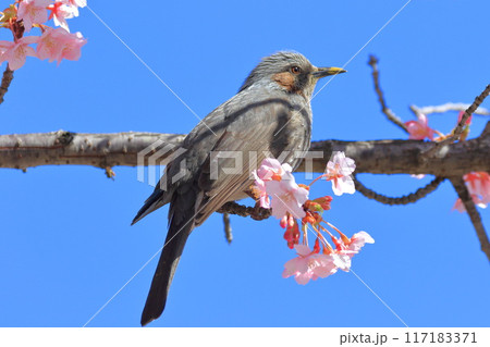 河津桜の蜜を吸うヒヨドリ　　　　 117183371