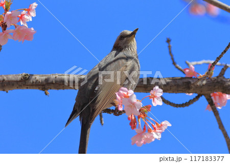 河津桜の蜜を吸うヒヨドリ　　　　 117183377