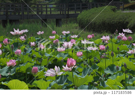 ハスの花と橋 ハスの花と橋 117183586