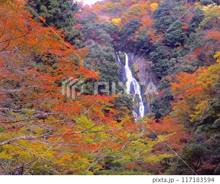 「日本の滝百選」神庭の滝(かんばのたき)と色とりどりな紅葉/「日本百景」/「国指定名勝」 「日本の滝百選」神庭の滝(かんばのたき)と色とりどりな紅葉/「日本百景」/「国指定名勝」 117183594