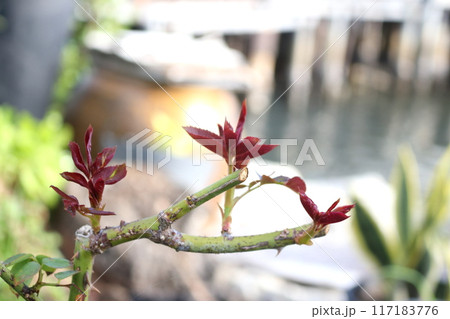 Rose budding on branch with red brown leaves. Rose budding on branch with red brown leaves. 117183776