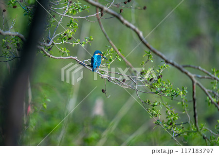 木の枝にとまって獲物を探しているカワセミ 117183797