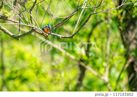 木の枝にとまって獲物を探しているカワセミ 117183802