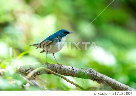 木の枝にとまってあたりの様子を伺っているコルリ 木の枝にとまってあたりの様子を伺っているコルリ 117183804
