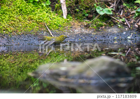 水辺で水浴びをしているメジロ 117183809