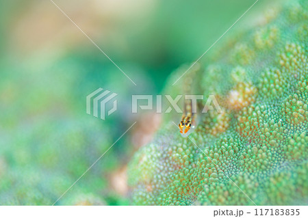 海の森で生きる 117183835