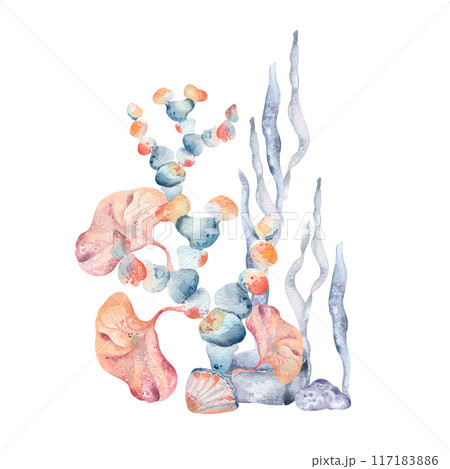 Seaweeds various form and type in colorful pink and blue watercolor. Aquatic plants illustration painting in a soft orange and dusty blues. Underwater world concept with ocean flora hand drawn Seaweeds various form and type in colorful pink and blue watercolor. Aquatic plants illustration painting in a soft orange and dusty blues. Underwater world concept with ocean flora hand drawn 117183886