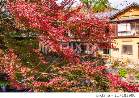 【静岡県】秋の修善寺温泉 桂川の紅葉 【静岡県】秋の修善寺温泉 桂川の紅葉 117183900
