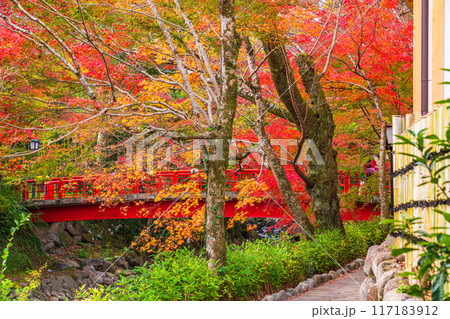 【静岡県】秋の修善寺温泉 桂川の紅葉 【静岡県】秋の修善寺温泉 桂川の紅葉 117183912