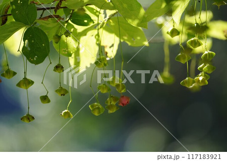 風に揺れるマユミの実 117183921