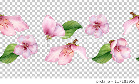 Pink flowers of peach tree watercolor on seamless banner isolated. Fruit tree floral branches hand drawn. Red white blossom in botanical sketch style. Design element for print, textile. Pink flowers of peach tree watercolor on seamless banner isolated. Fruit tree floral branches hand drawn. Red white blossom in botanical sketch style. Design element for print, textile. 117183950