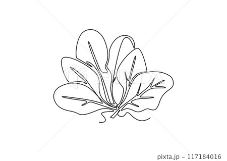 Single continuous line drawing whole healthy organic green spinach leaves for farm logo identity. Fresh leafy green flowering concept for plant icon. One line draw graphic design vector illustration 117184016