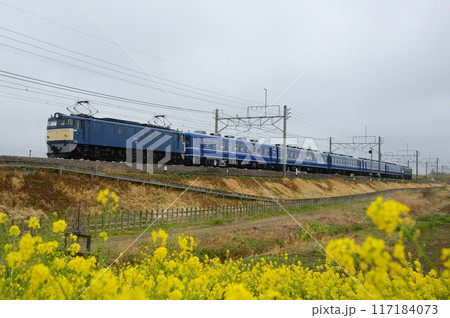 菜の花の横を走る臨時列車 117184073