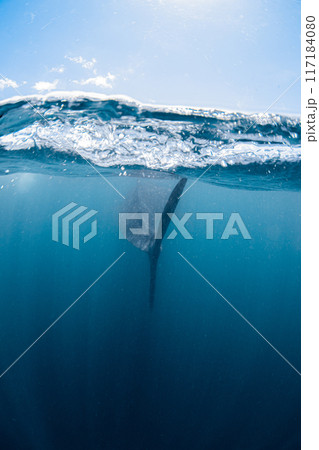 またね 117184080