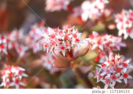 縁紅弁慶（フチベニベンケイ） or カネノナルキ 117184133