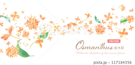 ウェーブ状に流れるキンモクセイの花の水彩イラスト。バナー背景。香りのイメージ。(ベクター) ウェーブ状に流れるキンモクセイの花の水彩イラスト。バナー背景。香りのイメージ。(ベクター) 117184356