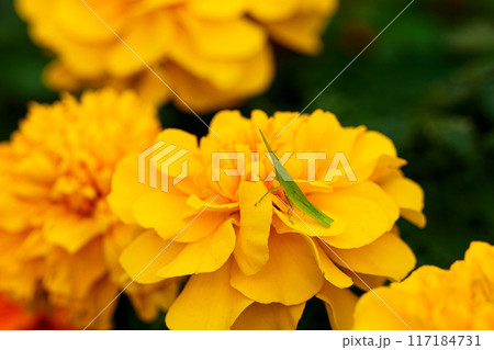 マリーゴールド/千寿菊/とバッタ マリーゴールド/千寿菊/とバッタ 117184731