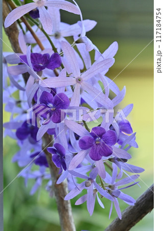 Purple flowers on tree blackground burl Purple flowers on tree blackground burl 117184754