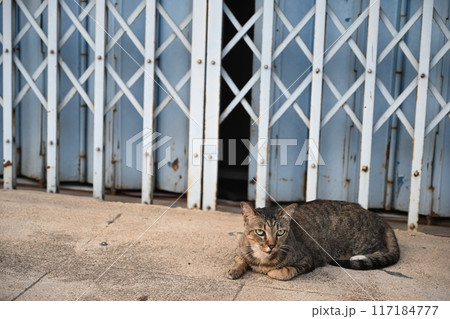 Tabby cat sitting, sleeping Tabby cat sitting, sleeping 117184777
