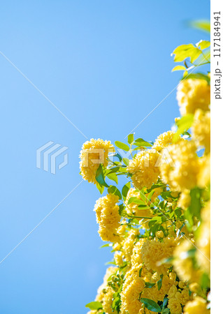 家の周りの草花 四季の色々 家の垣根に黄色い清楚なモッコウバラの花が青空に向かって咲きました 家の周りの草花 四季の色々 家の垣根に黄色い清楚なモッコウバラの花が青空に向かって咲きました 117184941