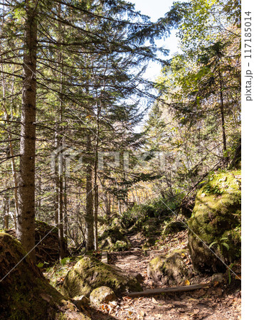 北海道の層雲峡の登山道から見る森の景色 117185014
