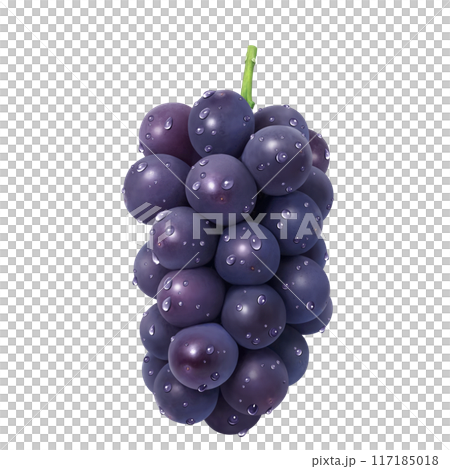 巨峰插畫真實葡萄 117185018