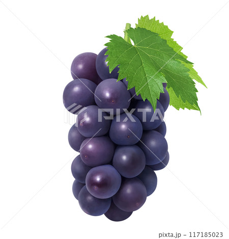 巨峰 イラスト リアル ぶどう 117185023