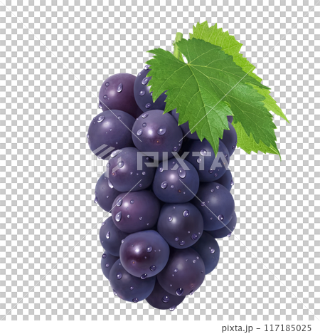 巨峰 イラスト リアル ぶどう 117185025