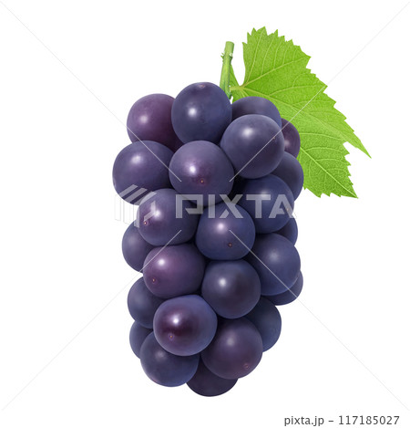 巨峰 イラスト リアル ぶどう 巨峰 イラスト リアル ぶどう 117185027